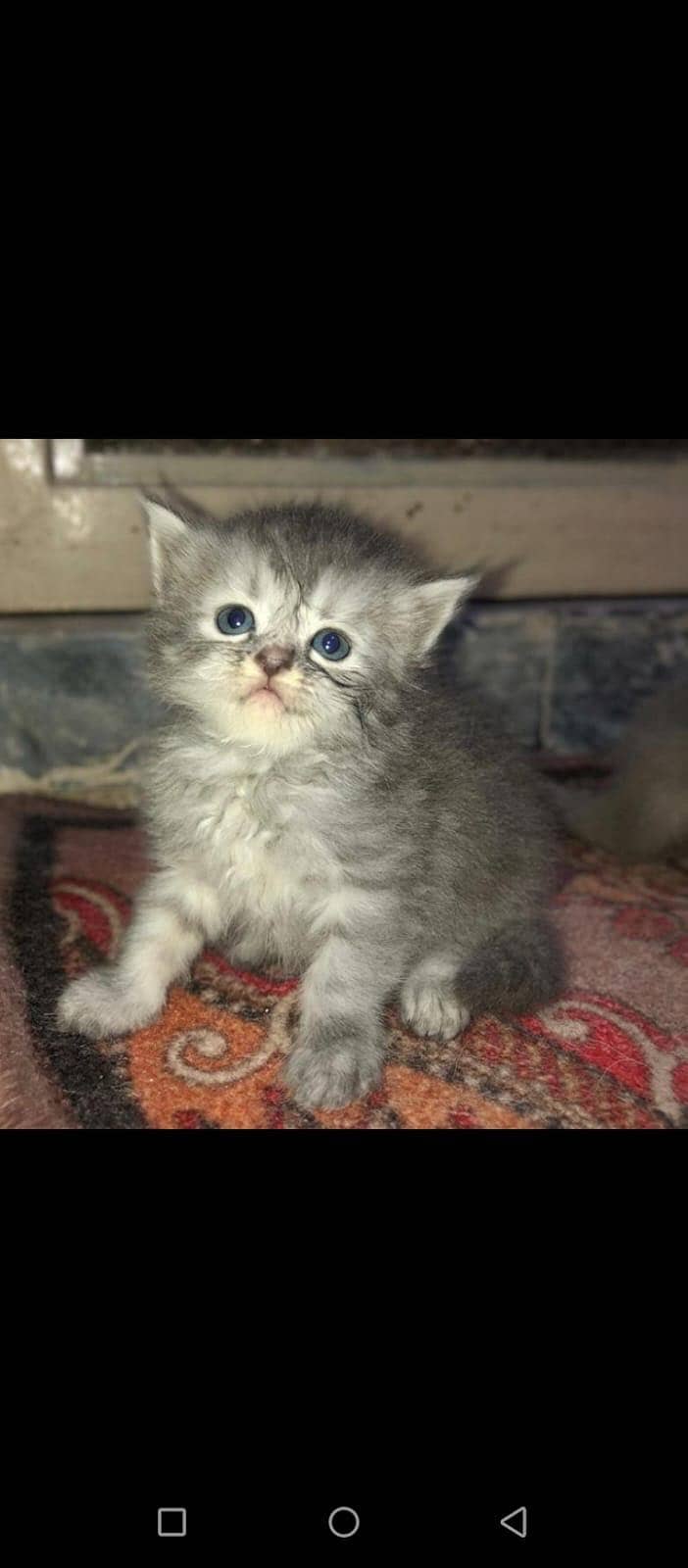 Persian Himalayan Cats | Kittens  | M&F Couple  Available 2