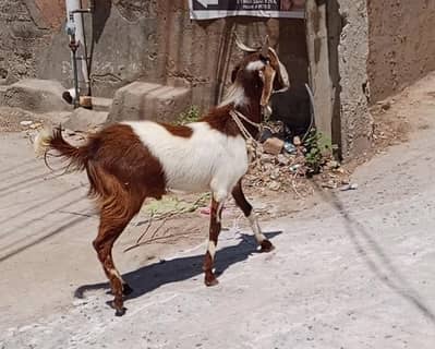2 dant Bakra