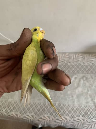Dono pair ha
