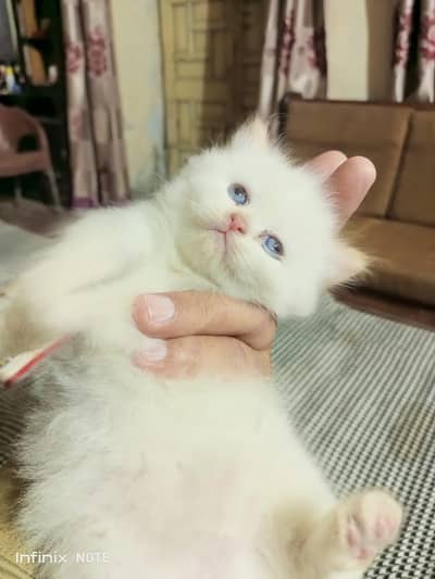 Persian cat kittens for sale