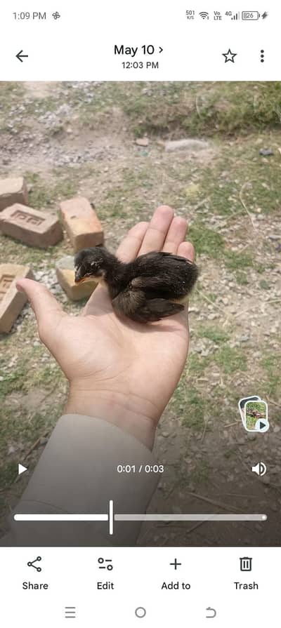 aseel chicks