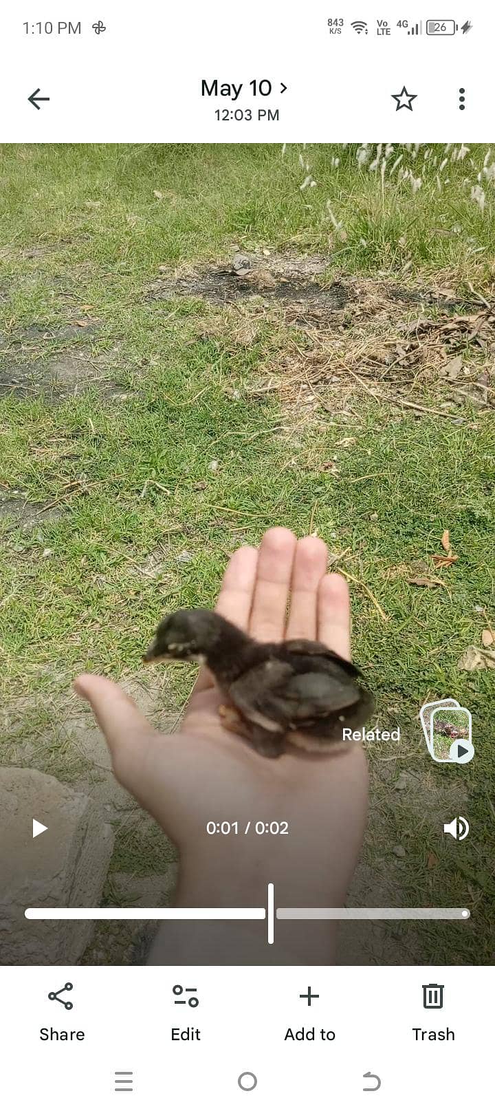 aseel chicks 1