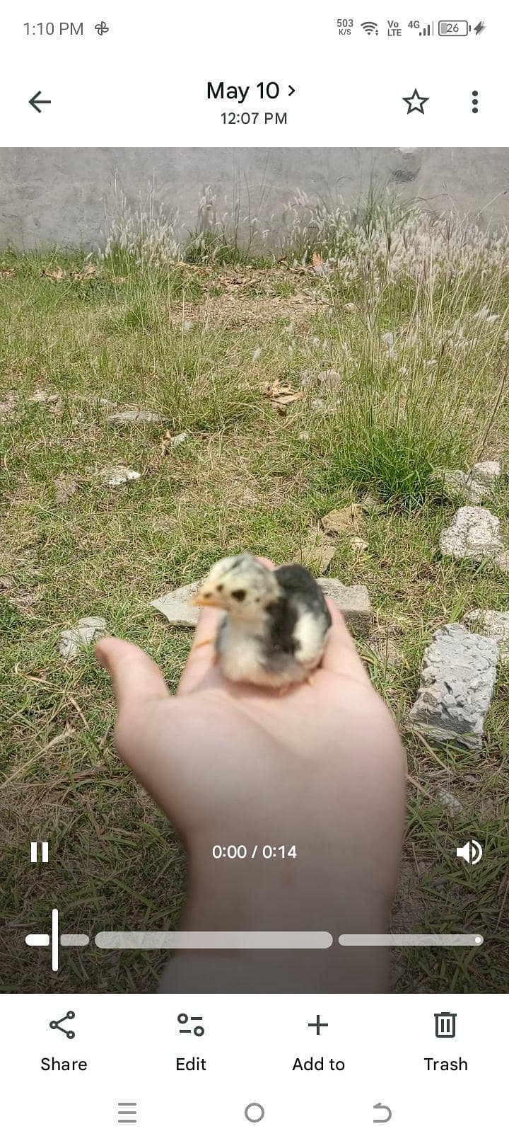 aseel chicks 2