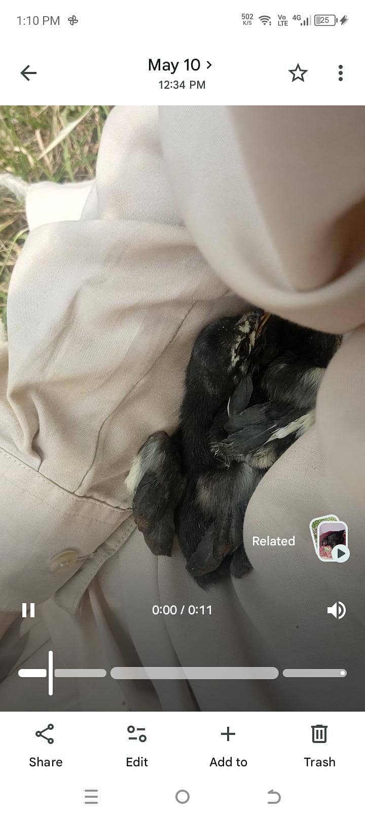 aseel chicks 3