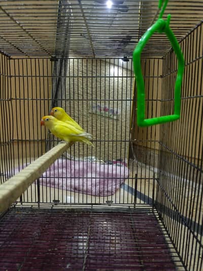 Lutino Lovebird pair for sale