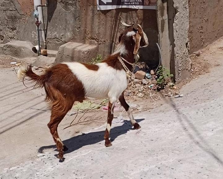 DONDA BAKRA 0