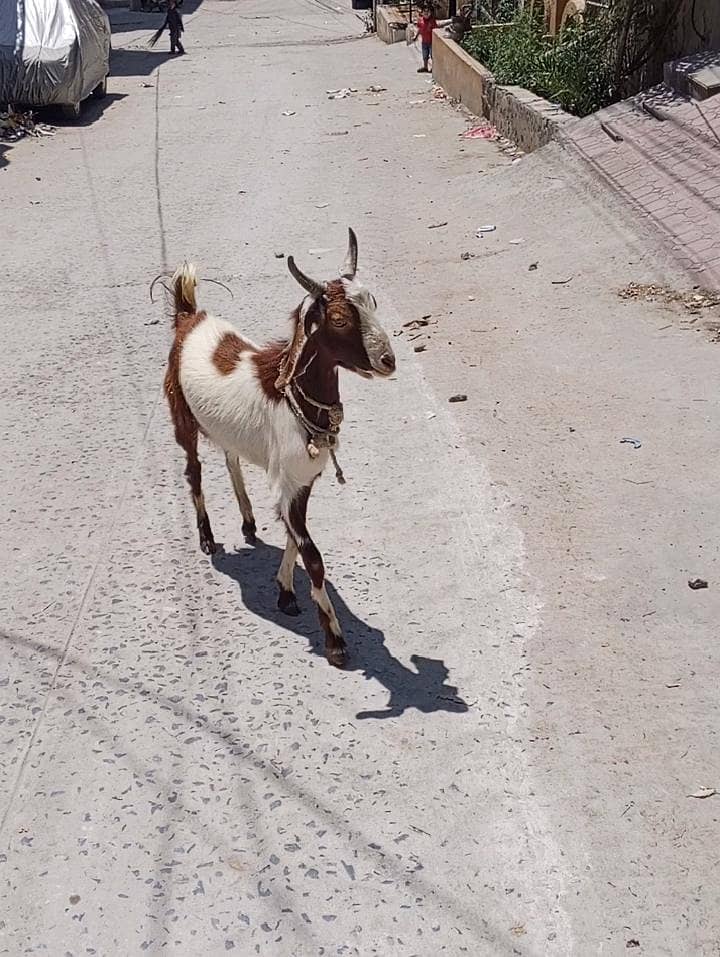 DONDA BAKRA 1