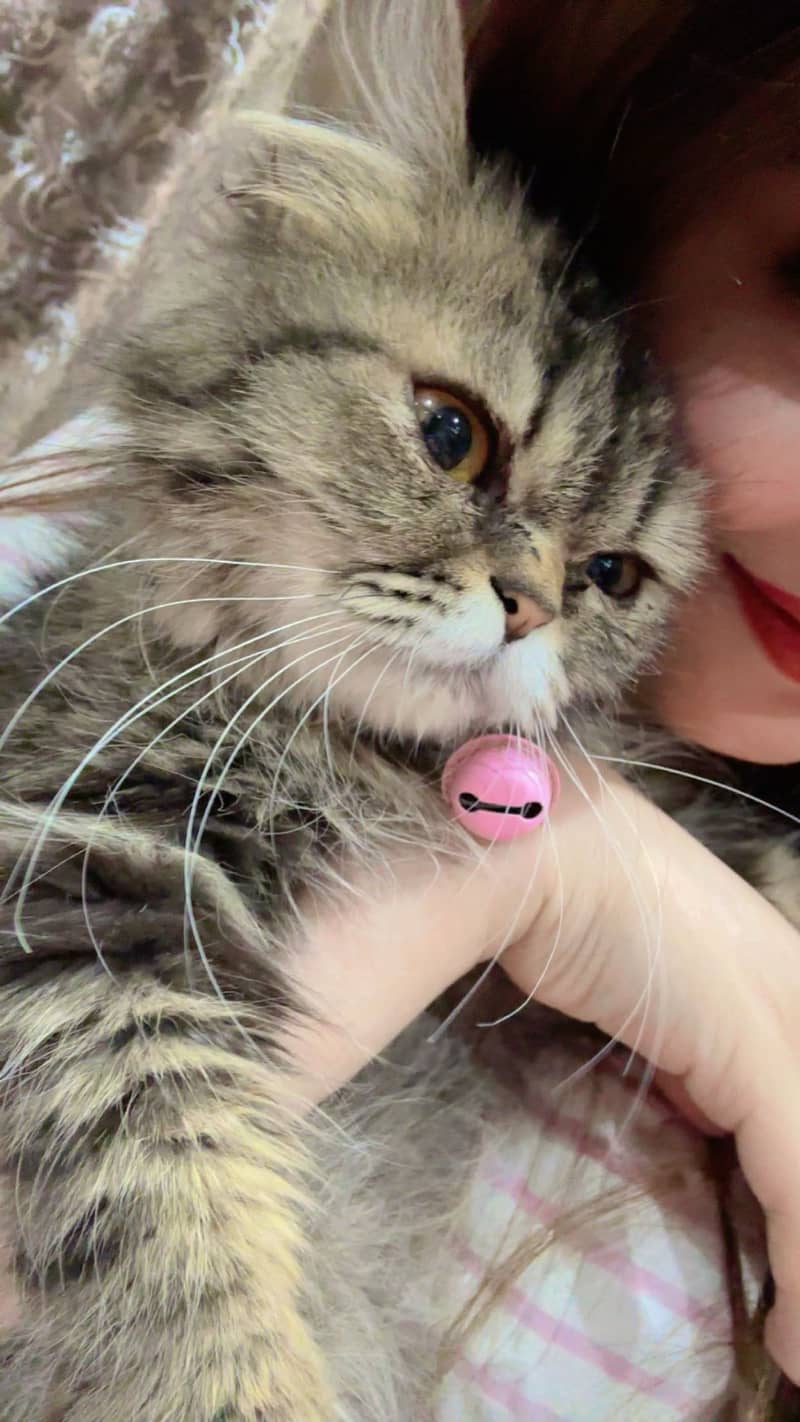 Persian Himalayan Cats | Kittens  | M&F Couple  Available 3