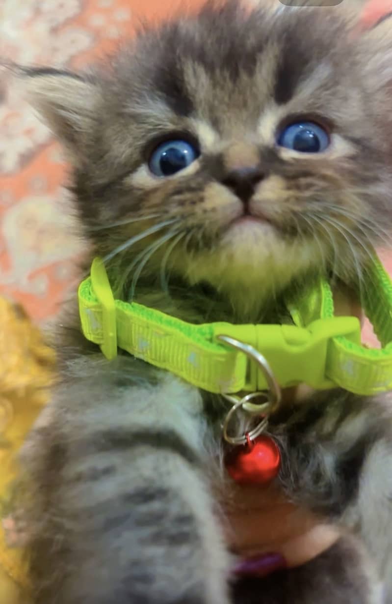 Persian Himalayan Cats | Kittens  | M&F Couple  Available 4