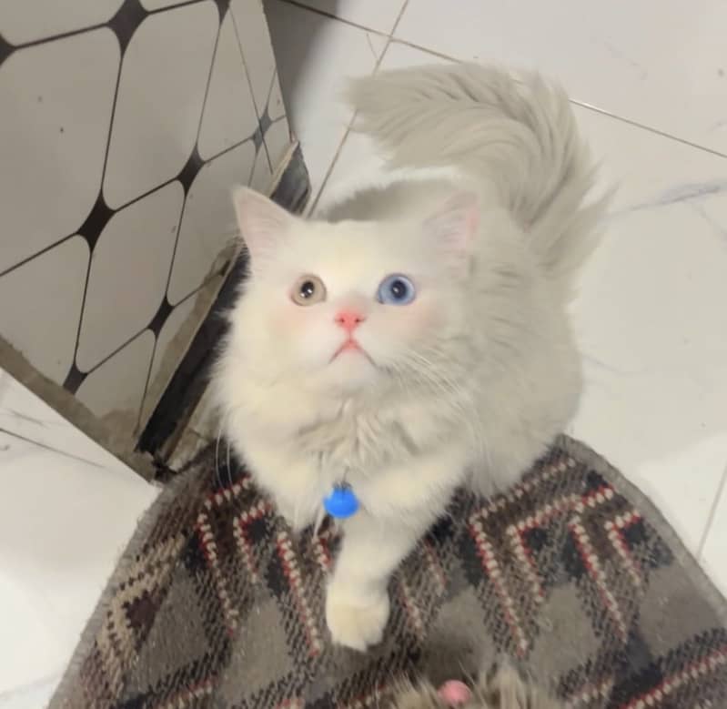 Persian Himalayan Cats | Kittens  | M&F Couple  Available 5
