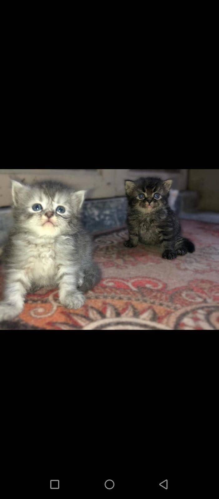 Persian Himalayan Cats | Kittens  | M&F Couple  Available 7