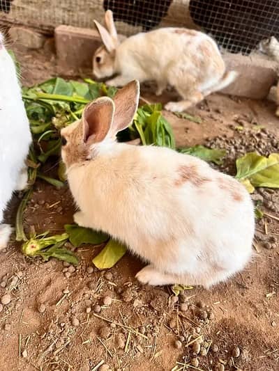 Rabbit Breeders