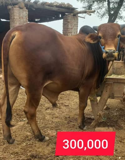 4 Bulls/Dandh available for qurbani. . okara moza joiya