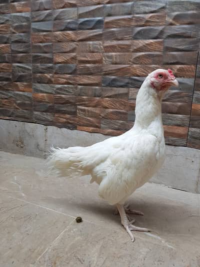 paper white heera zero size female