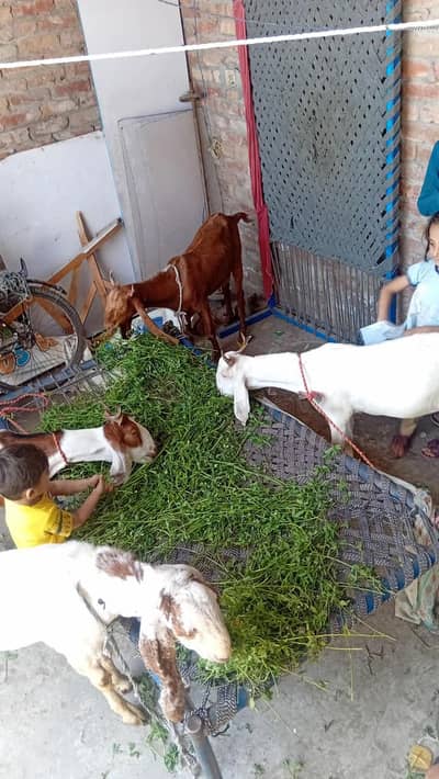 Goat/Bakra For Sale