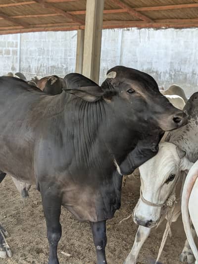 Cows for sale at best Price 