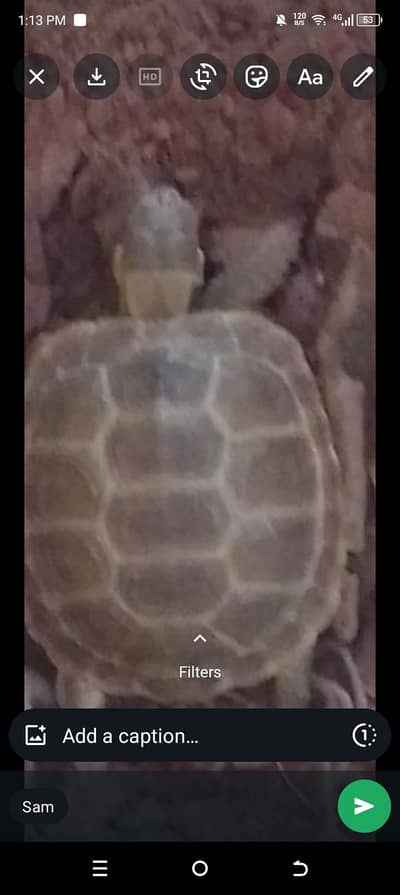 turtle