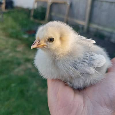 Bantam Chicks