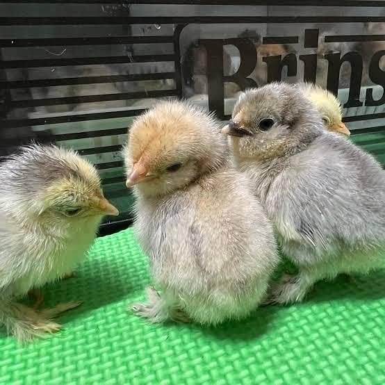 Bantam Chicks 1