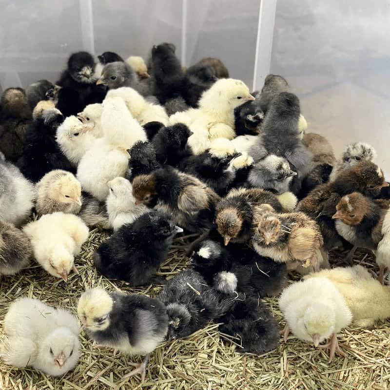 Bantam Chicks 2