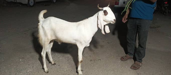 khassi