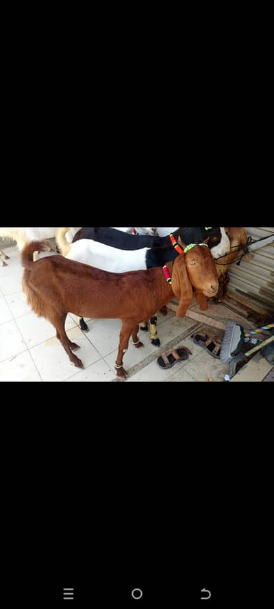 Bakra