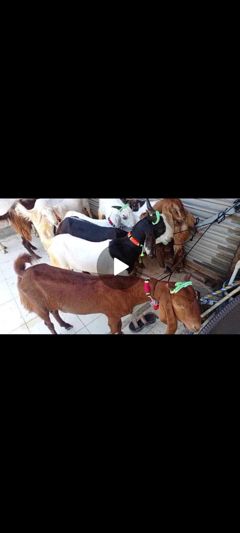 Bakra 1
