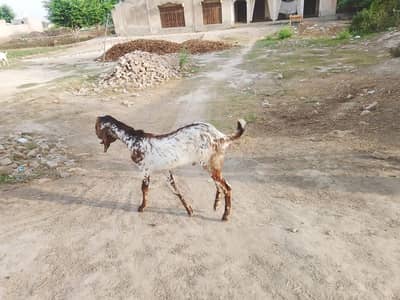 Qurbani k Bakry