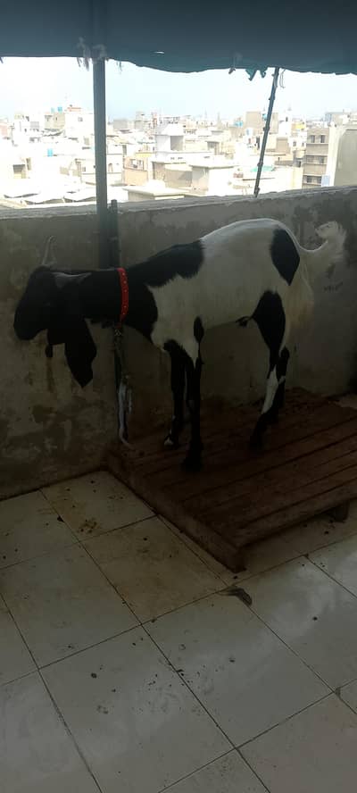 sale panjabi nasal ka bakra
