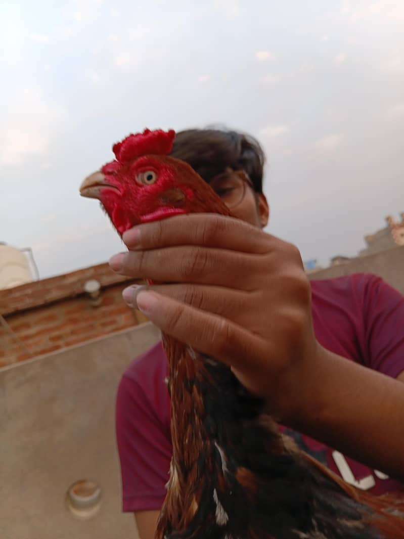 Aseel Murga 3
