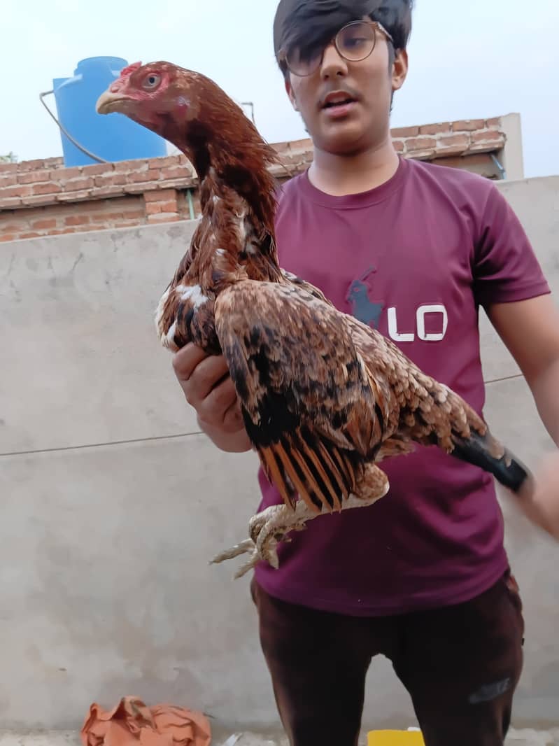 Aseel Murga 5