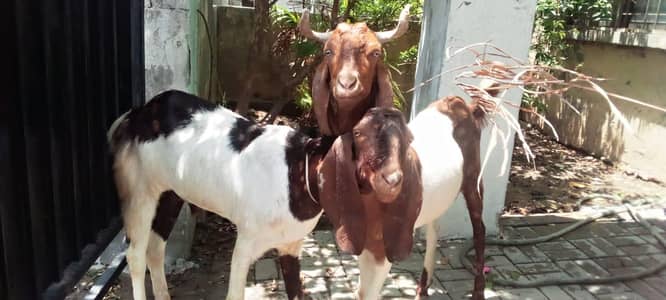 2 dant active bakry