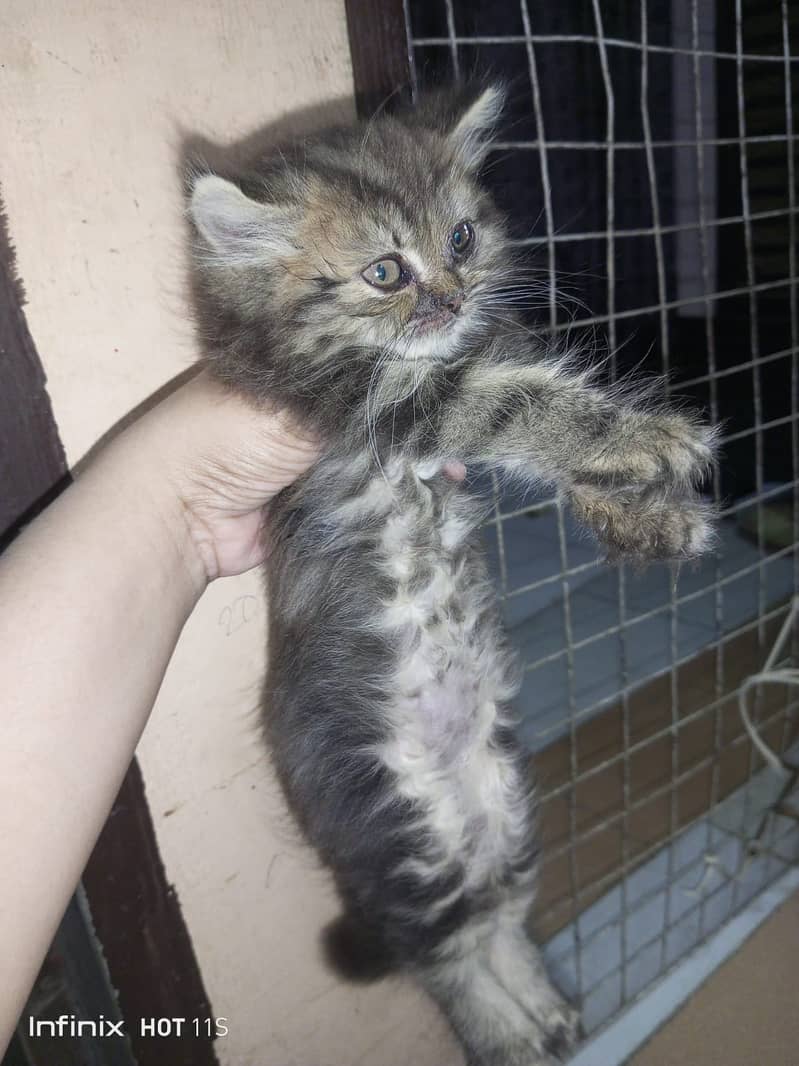 Persian 1