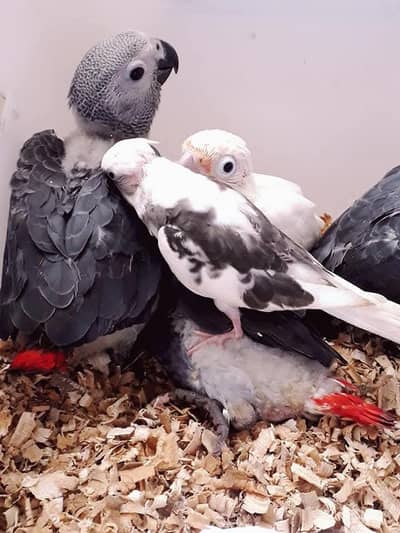 congo African gray parrots