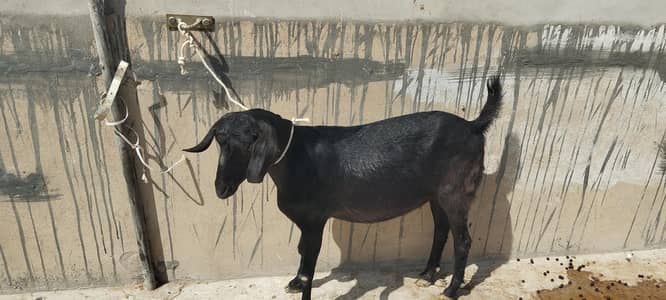 qurbanj bakray Available