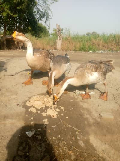 ducks beautiful and breeders