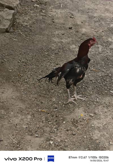 lakha