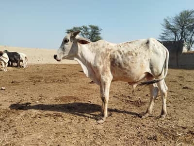 White bull