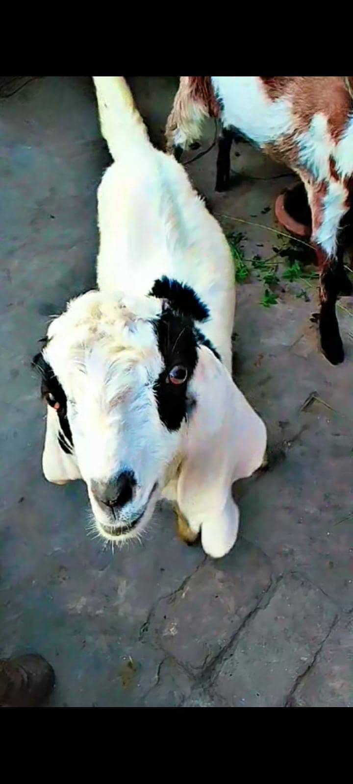 animals 0