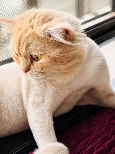*Healthy & Playful Cat Available