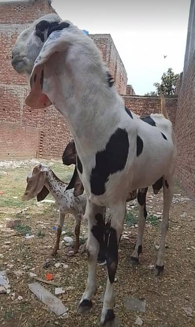 Qurbani bakra for sale