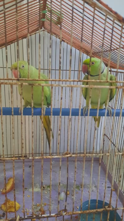 Mittu [Ringneck]
