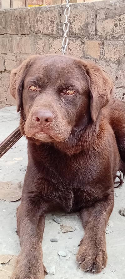 friendly dog only serious buyer call me