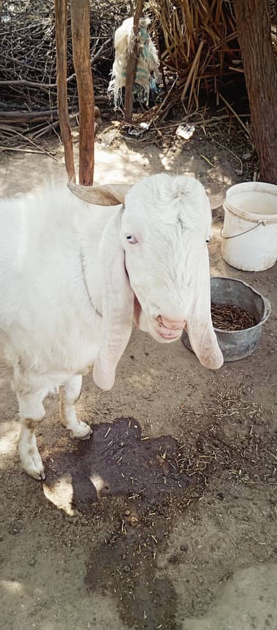 gulabi Bakra