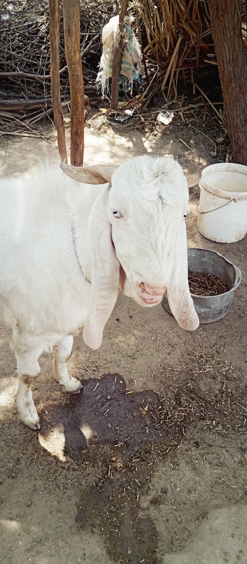 gulabi Bakra 0