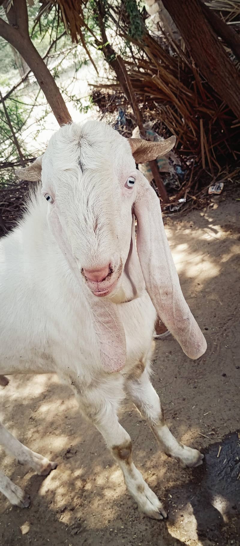 gulabi Bakra 1
