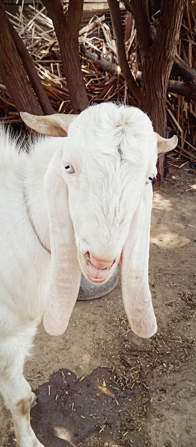 gulabi Bakra 2