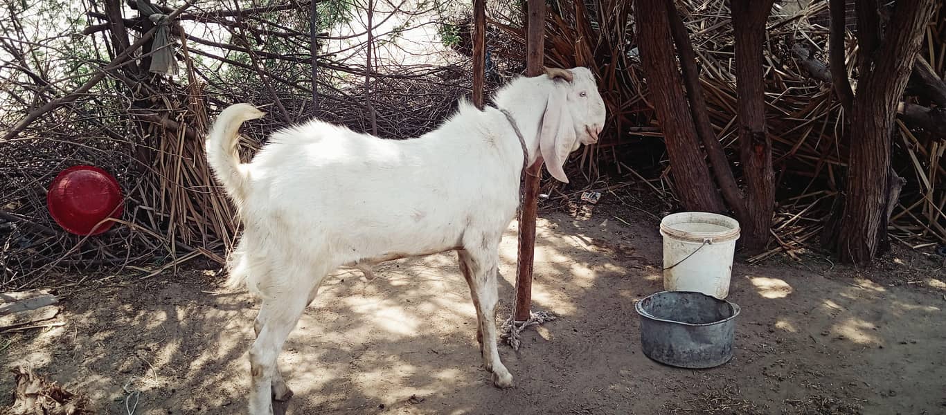 gulabi Bakra 3