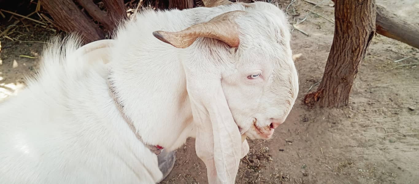 gulabi Bakra 4
