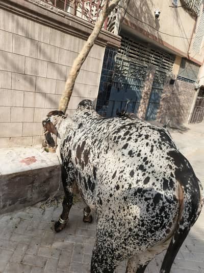 demand 320 2 dant bacha for sale